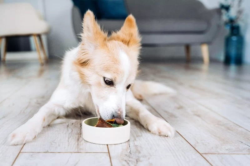 Tips for Feeding Pets with Pancreatitis: A Comprehensive Guide