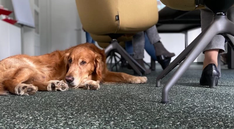 How to Help Pets With Stress During Work Hours