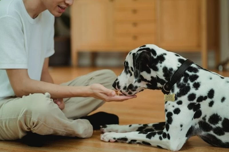 Tips for Feeding Pets With Gastrointestinal Issues: Best Practices and Advice