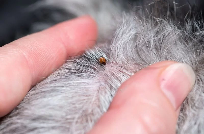 The Complete Guide to Flea and Tick Products: Preventing Infestations for Your Pets