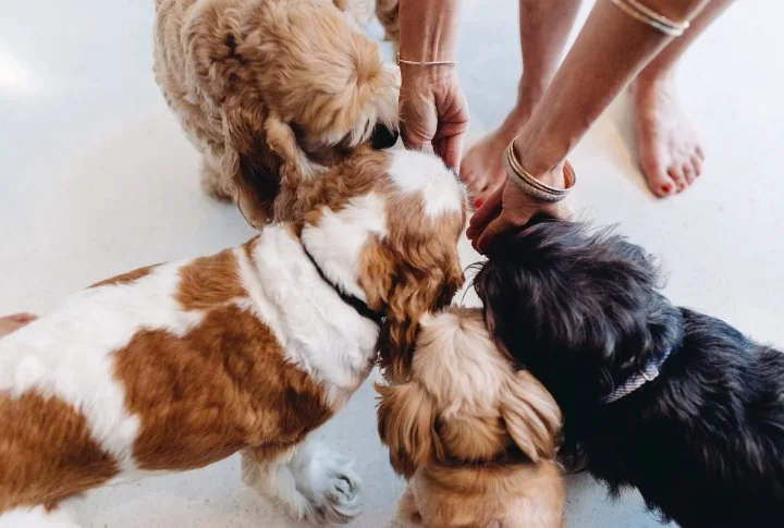 How to Feed Multiple Pets Without Fighting: Tips for a Peaceful Mealtime