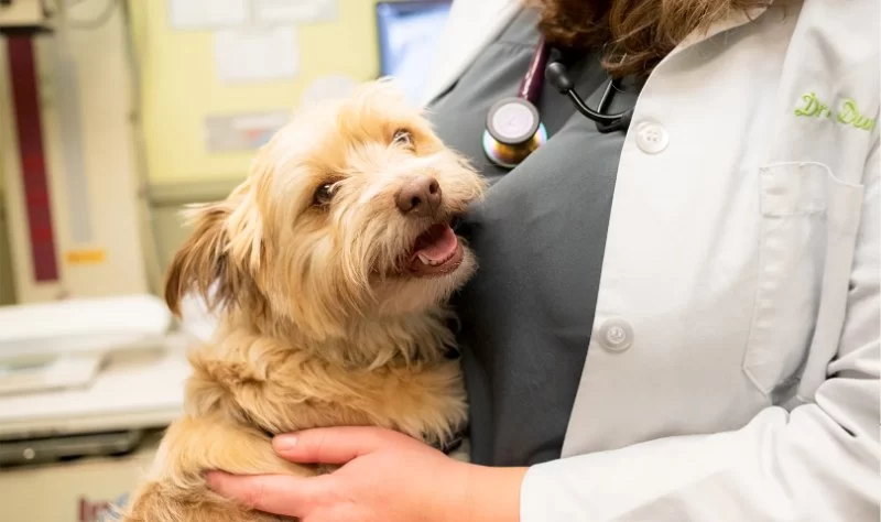 How to Help Pets With Anxiety During Separation: Effective Strategies for Pet Owners