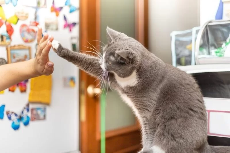 The Best Ways to Teach Your Cat New Tricks