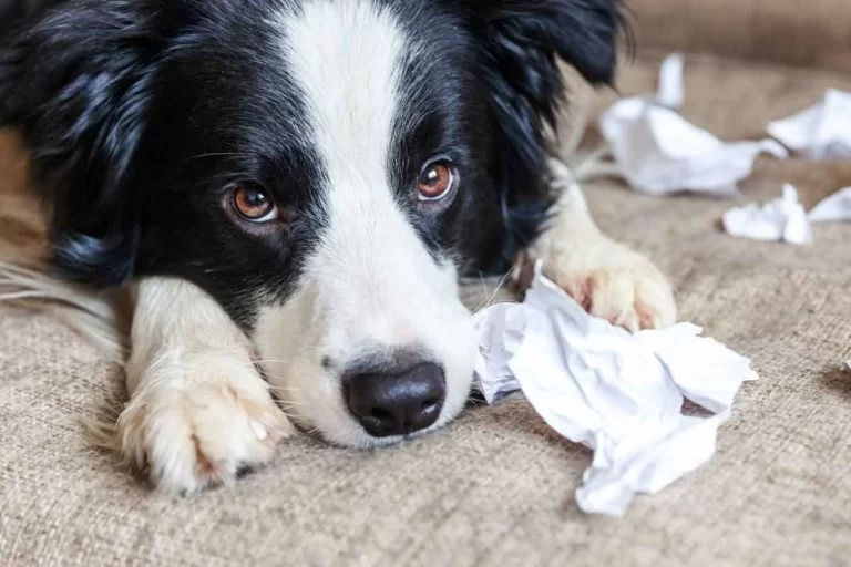 How to Tell If Your Dog Is Stressed: Signs, Causes, and Solutions