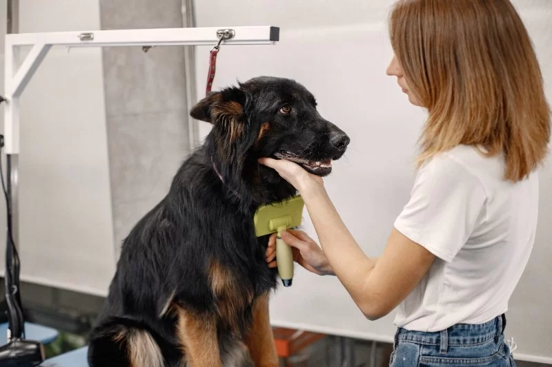 Dog Grooming Tips for Long-Haired Breeds: Essential Tips for Healthy Coats