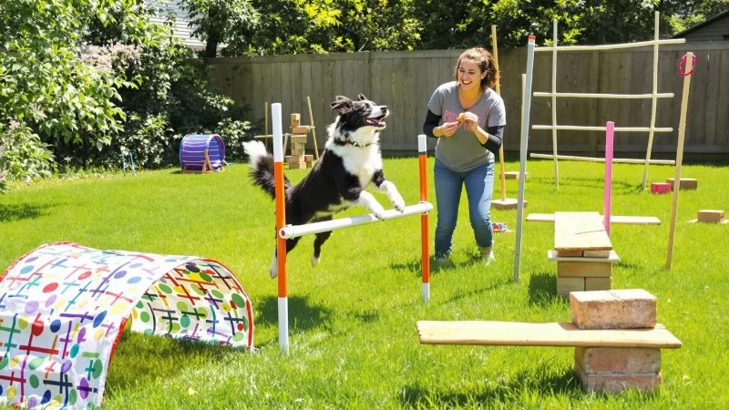 How to Build a Fun Backyard Obstacle Course for Your Dog