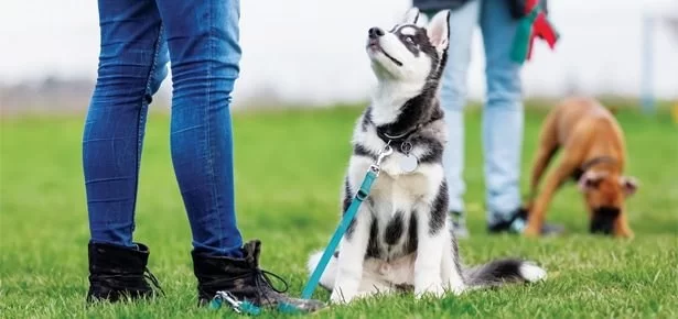 Why Some Dogs Don’t Like Other Dogs: Understanding and Managing Canine Social Behavior