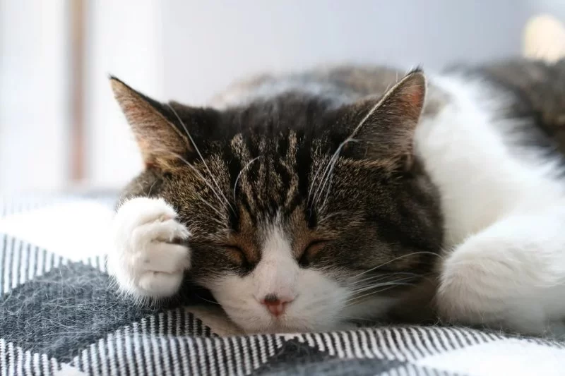 Why Cats Prefer Certain Sleeping Spots: Understanding Feline Behavior
