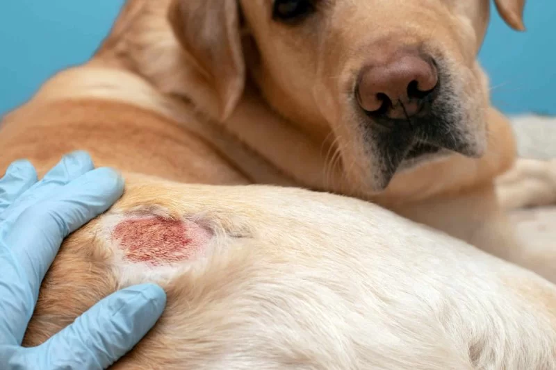 How to Tell If Your Dog Has Skin Irritation: Signs and Treatment