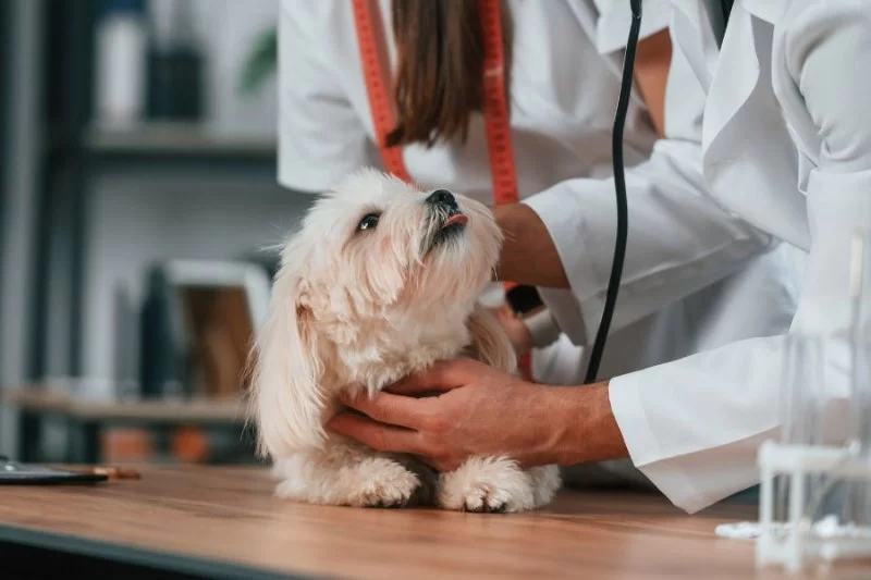 Why Regular Vet Checkups Are So Important for Pets
