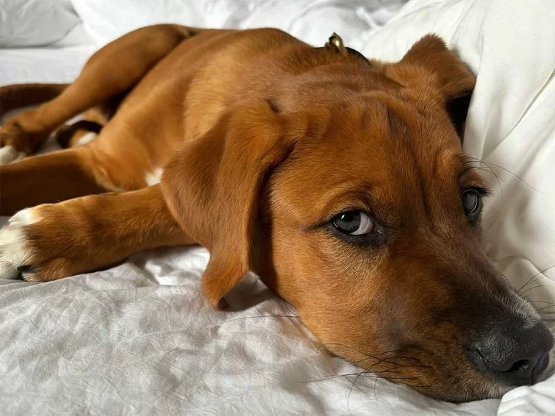 Why Your Dog Whines at Night and How to Soothe Them