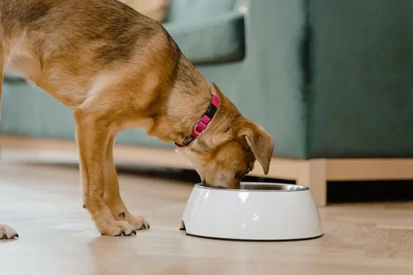 Tips for Feeding Pets with Chronic Digestive Issues: Expert Advice