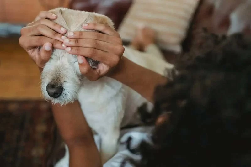 How to Help Pets Cope with Loud Neighborhood Noise