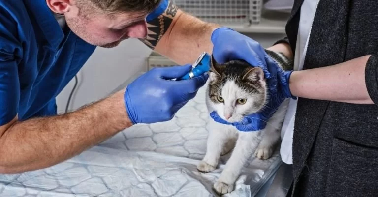How to Help Pets Stay Calm at the Vet