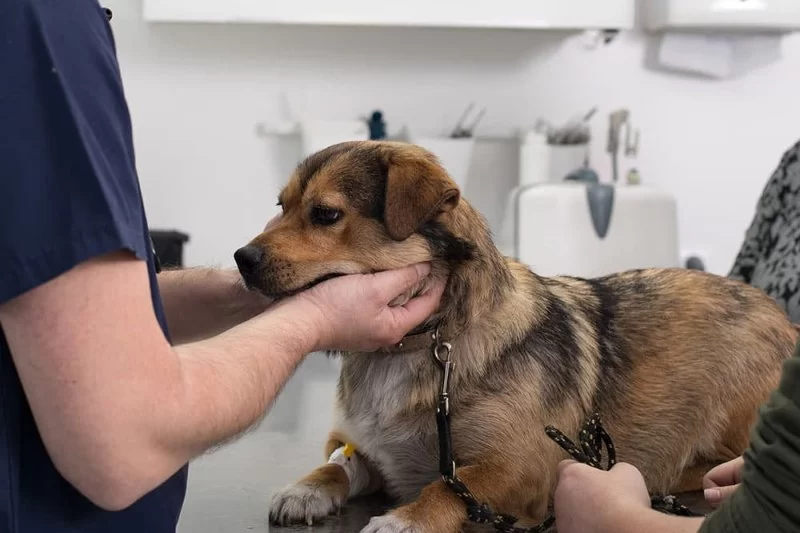 Signs Your Pet Needs Immediate Veterinary Care – Key Indicators and Urgent Actions