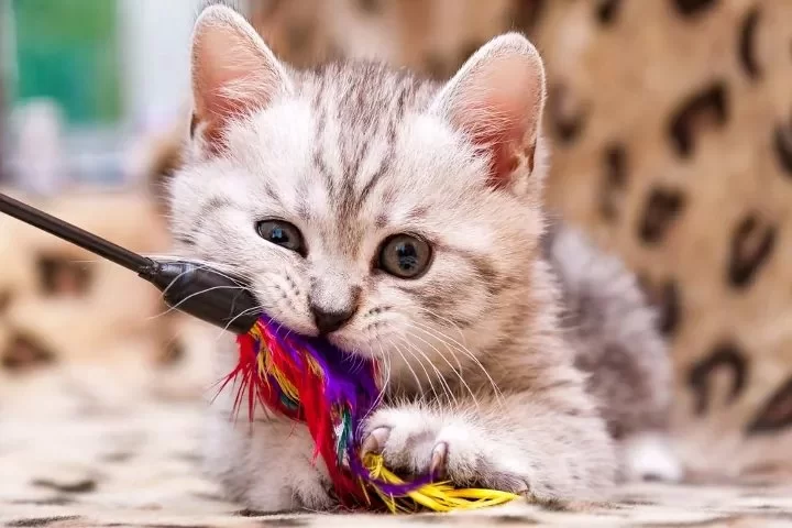 Why Cats Love Feather Toys – A Complete Guide to Understanding Your Cat's Playtime