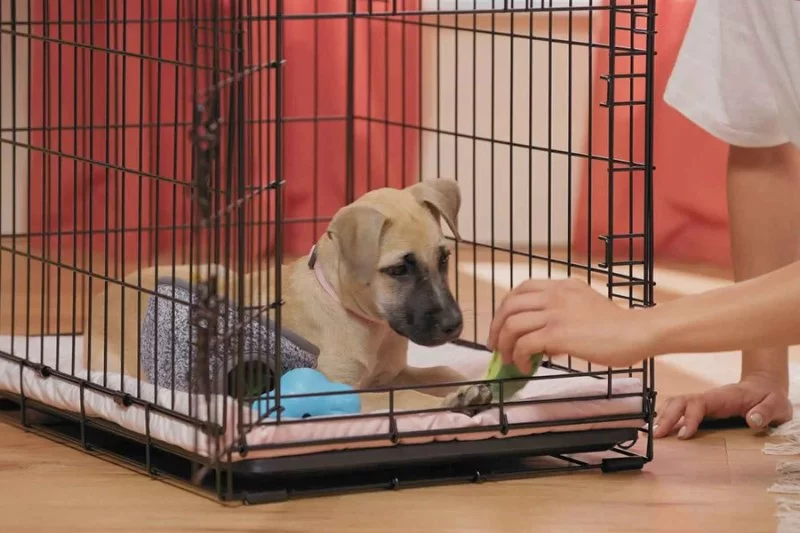 Best Practices for Puppy Crate Training That Actually Work