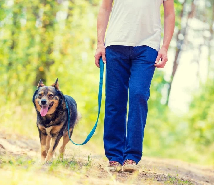 How to Train Your Dog to Walk Nicely on a Leash: A Step-by-Step Guide
