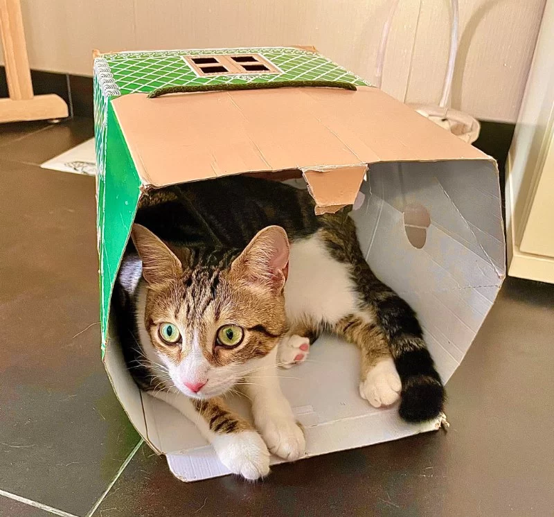 Why Cats Love Boxes and How to Use Them for Play