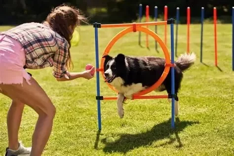 Safe and Fun Outdoor Activities for Dogs | Hidden Brook Veterinary