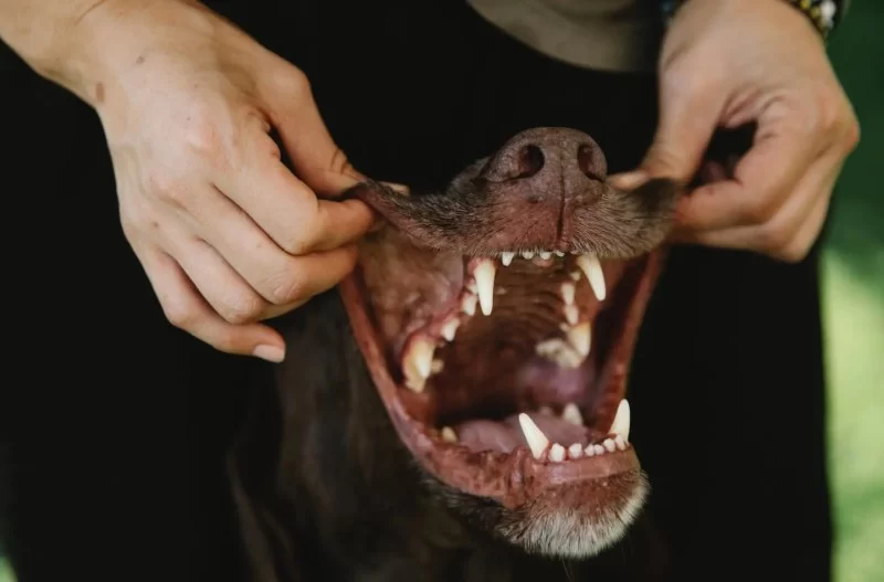 The Best Ways to Feed Dogs With Sensitive Teeth for Optimal Health