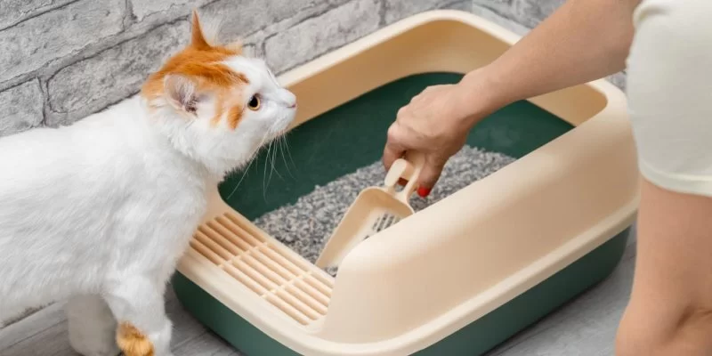 The Best Ways to Clean Your Cat’s Litter Box for Health and Comfort
