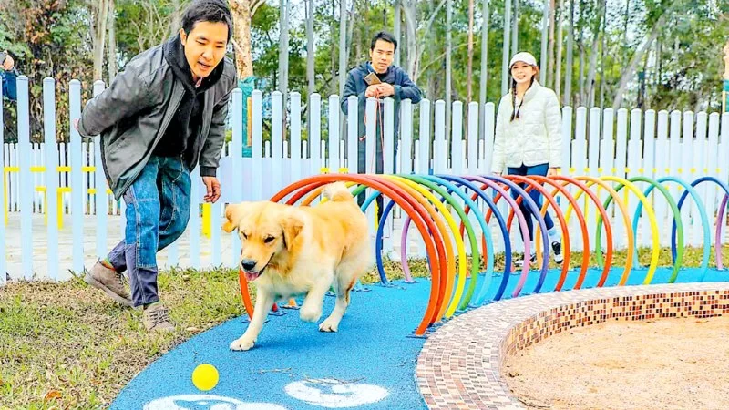 Why Dogs Love Exploring Parks — Benefits, Socialization, and Real Stories