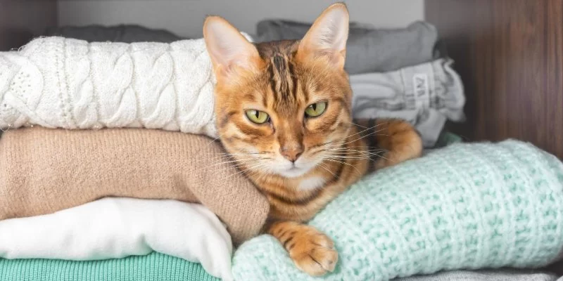 Why Cats Love Hiding Spots and How to Support Their Natural Instincts