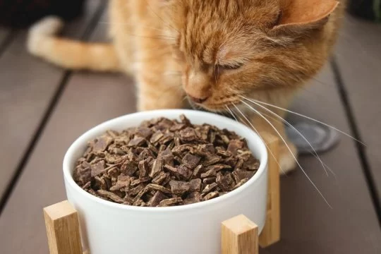 Why Cats Love Burying Their Food – Understanding Feline Behavior