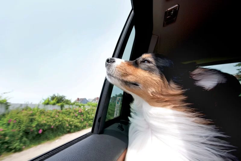 How to Help Pets With Car Ride Anxiety Naturally and Effectively