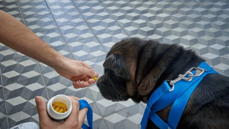 The Best Supplements for Joint Health in Dogs