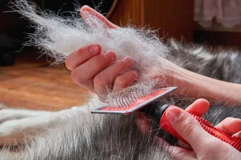 How to Help Your Pet With Seasonal Shedding – Practical Care Tips
