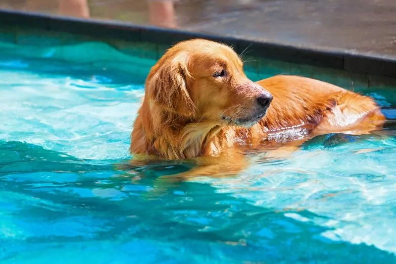 How to Tell If Your Dog Is Too Hot During Summer — Essential Pet Safety Tips