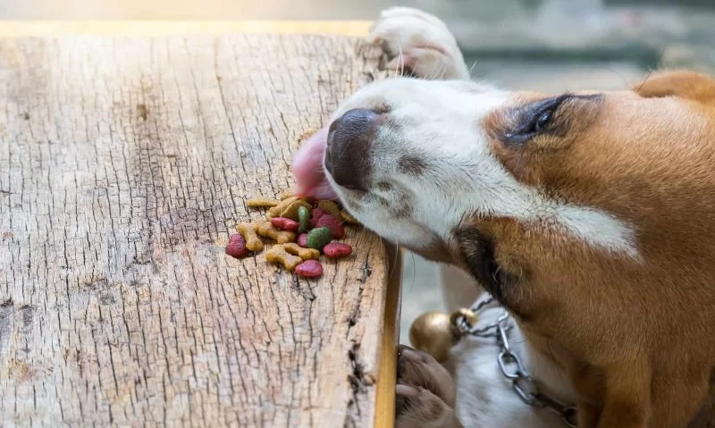 What to Know About Canine Digestive Disorders and How to Support Dog Health