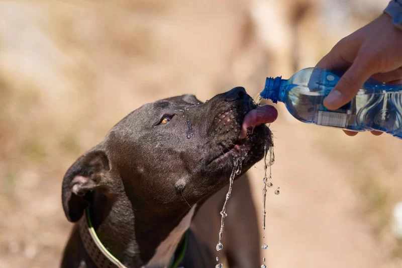 How to Tell If Your Pet Is Dehydrated After Play