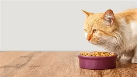 The Best Ways to Ensure a Balanced Diet for Cats
