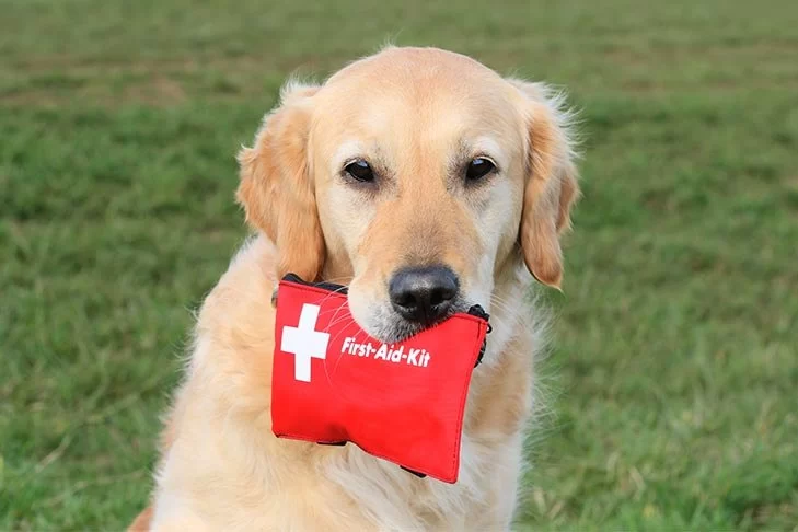 Essential First Aid Tips for Pet Emergencies at Home