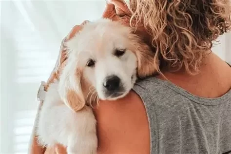 How to Help Pets Stay Calm at the Vet Without Stress