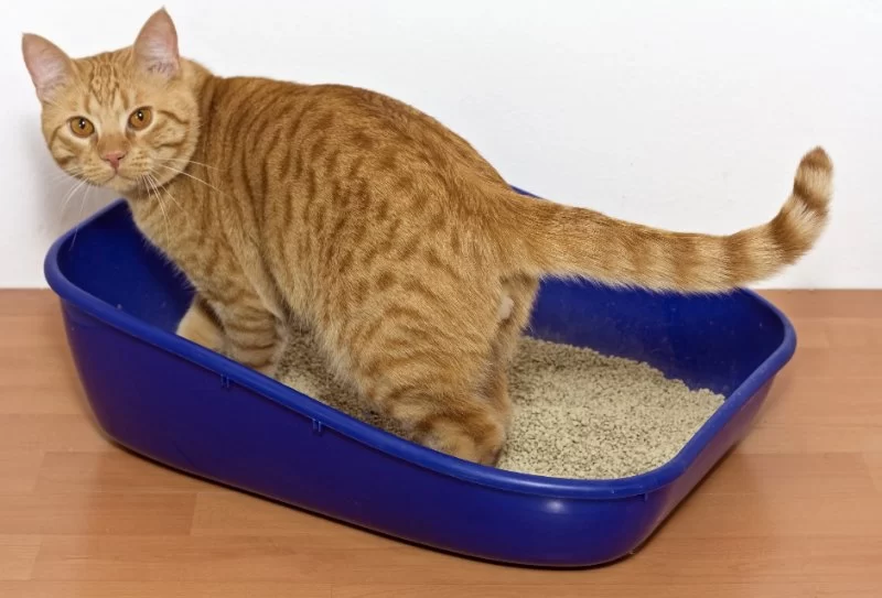 What to Do if Your Cat Won’t Use the Litter Box: Practical Solutions for Cat Owners