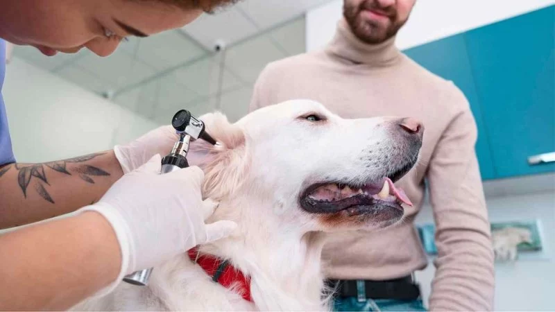 Why Your Dog Shakes Its Head and When to See a Vet | Hidden Brook Veterinary