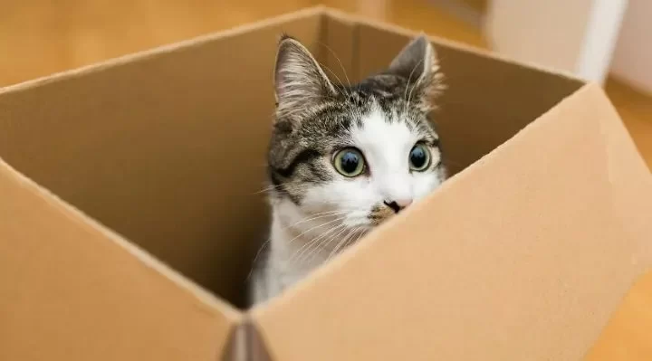 Why Cats Love Cardboard Boxes – Insights into Feline Behavior
